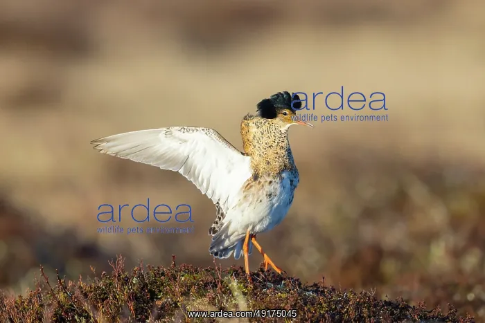 : Ruff displaying : Ruff displaying