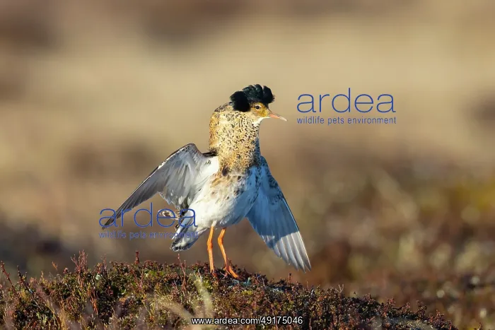: Ruff displaying : Ruff displaying