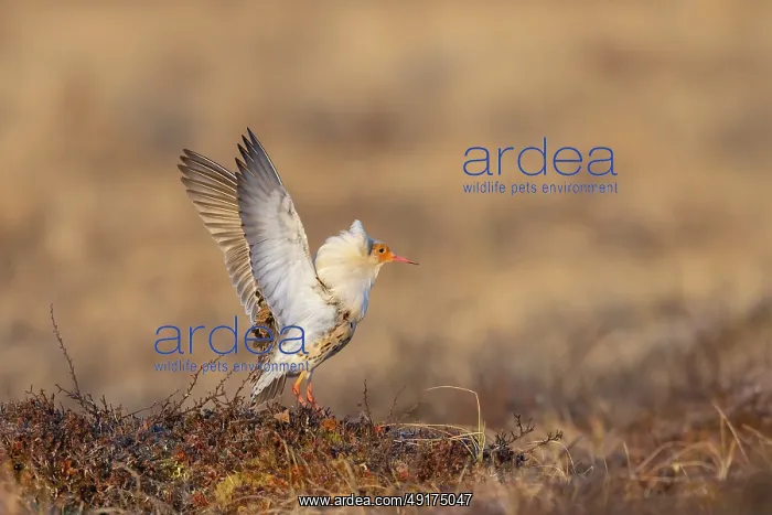 : Ruff displaying : Ruff displaying