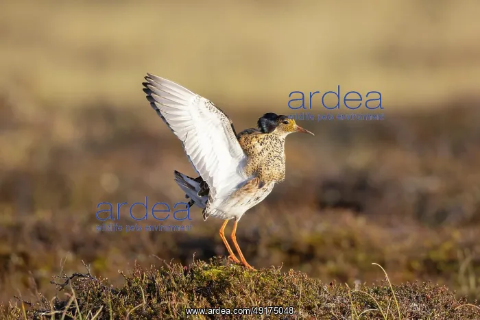 : Ruff displaying : Ruff displaying