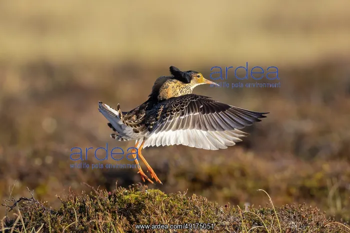 : Ruff displaying : Ruff displaying