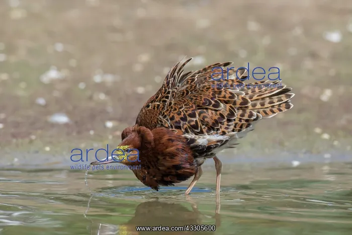 : Ruff - displaying male - Germany : Ruff - displaying male - Germany