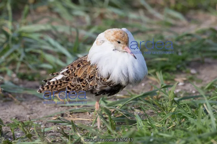 : Ruff - displaying male - Germany : Ruff - displaying male - Germany