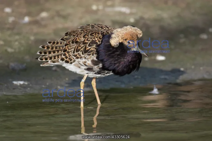 : Ruff - displaying male - Germany : Ruff - displaying male - Germany