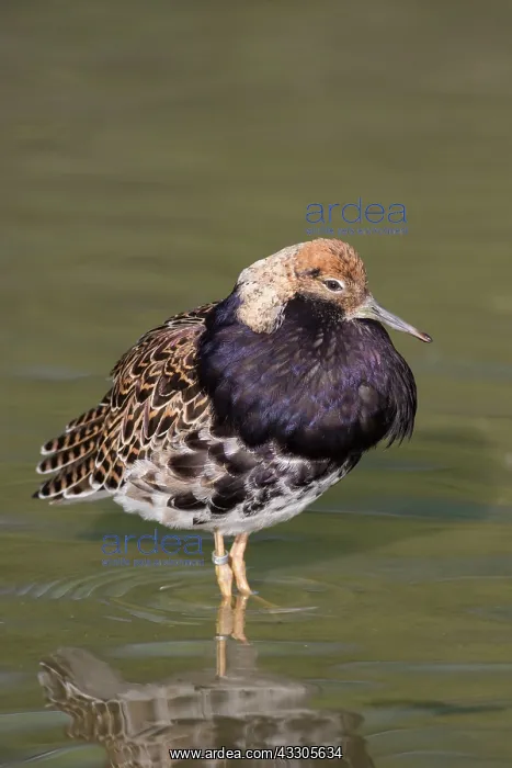 : Ruff - displaying male - Germany : Ruff - displaying male - Germany