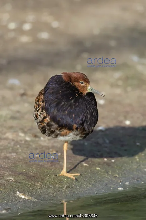 : Ruff - displaying male - Germany : Ruff - displaying male - Germany