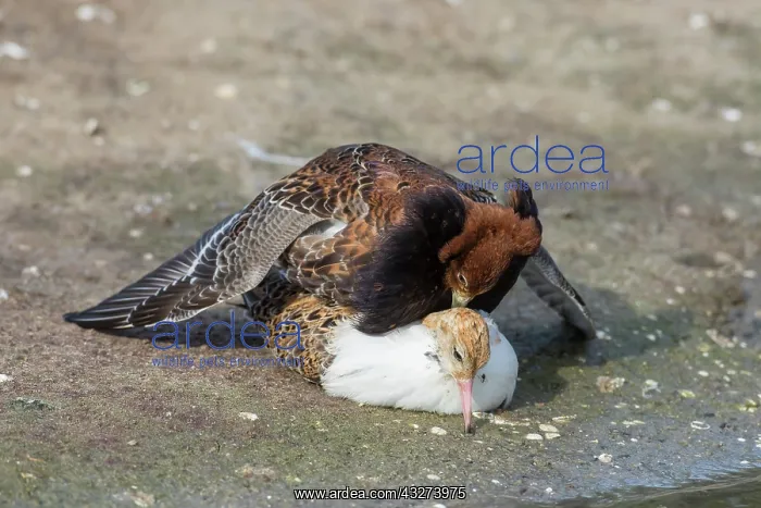 : Ruff - displaying males - Germany : Ruff - displaying males - Germany