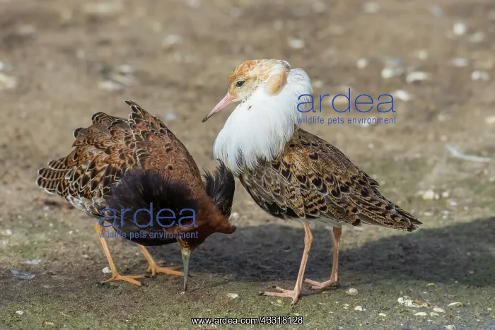 : Ruff - displaying males - Germany : Ruff - displaying males - Germany