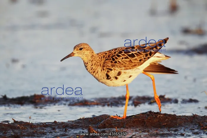 : Ruff in eclipse plumage on migration in the marsh : Ruff in eclipse plumage on migration in the marsh