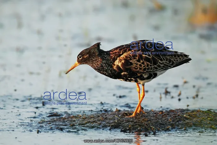 : Ruff in eclipse plumage on migration in the marsh : Ruff in eclipse plumage on migration in the marsh