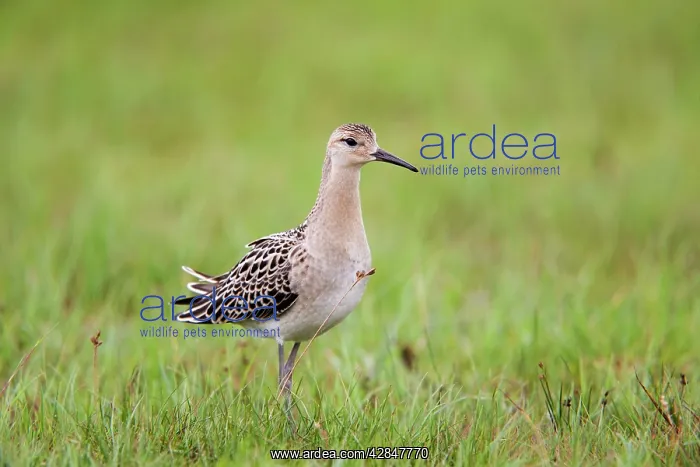 : Ruff - female : Ruff - female