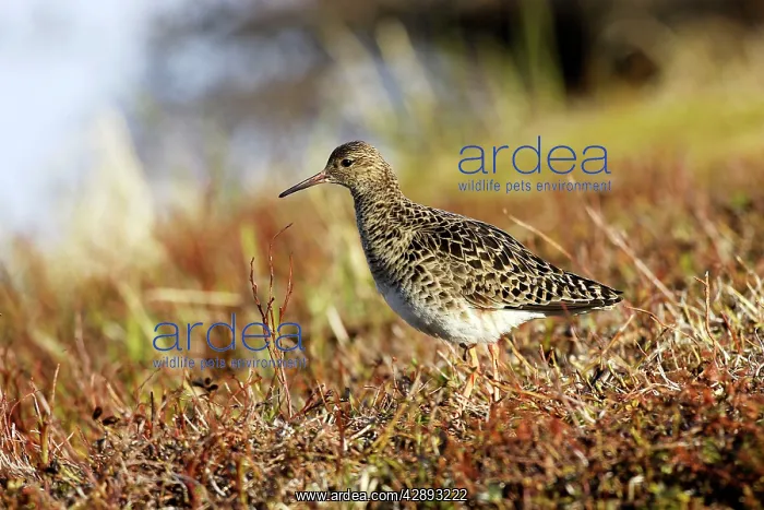: Ruff - female : Ruff - female