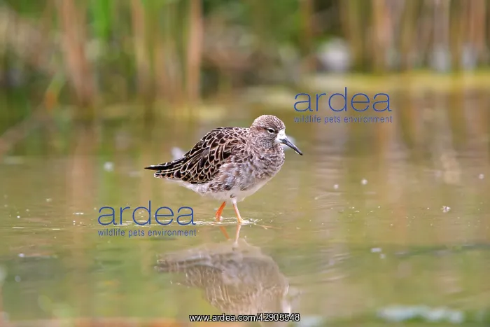 : Ruff - Female : Ruff - Female