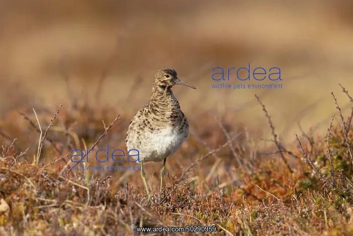 : Ruff female : Ruff female