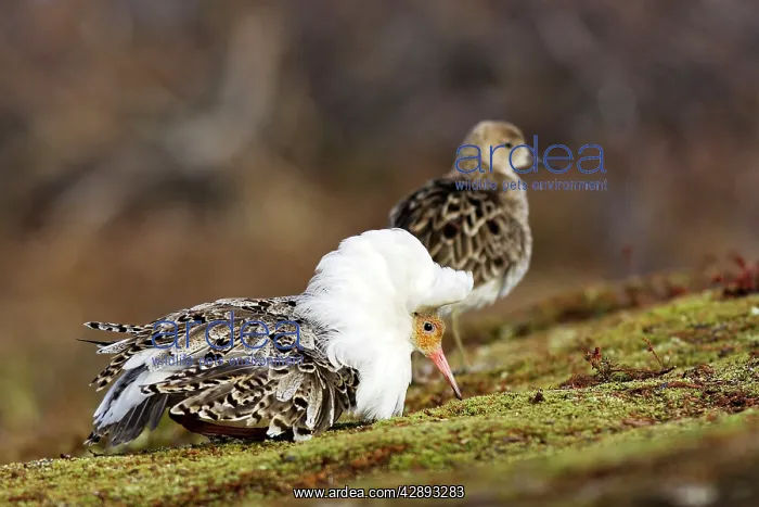 : Ruff - female with male in breeding plumage : Ruff - female with male in breeding plumage
