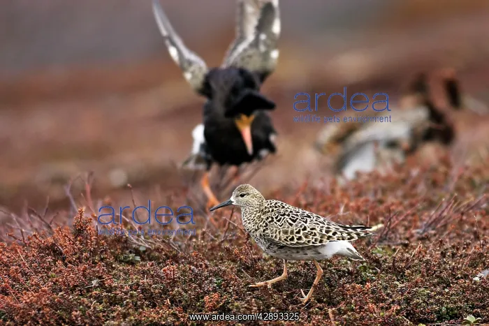 : Ruff - female with male in breeding plumage : Ruff - female with male in breeding plumage
