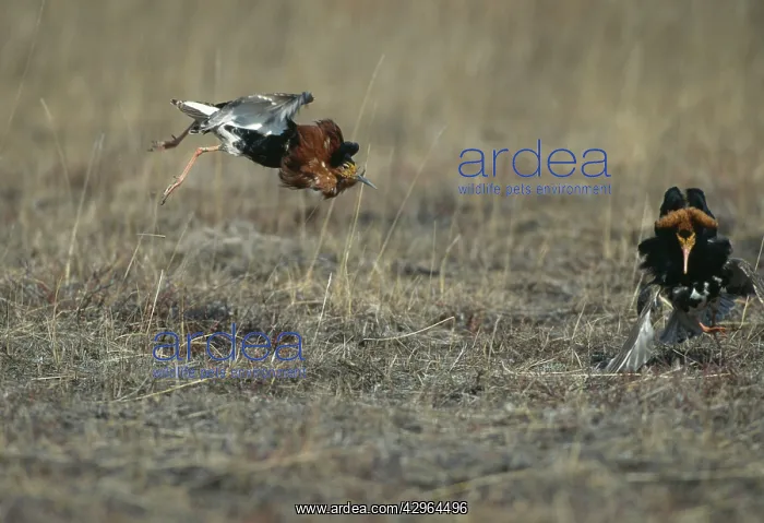 : Ruff - fighting - lek : Ruff - fighting - lek