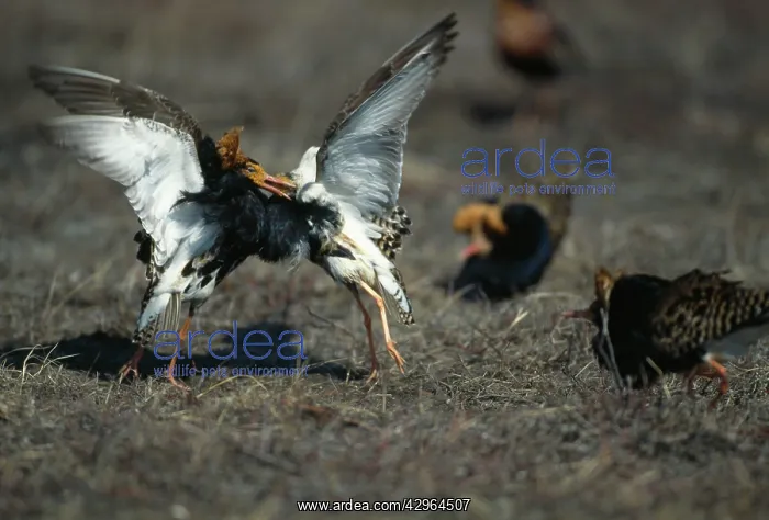 : Ruff - fighting on lek : Ruff - fighting on lek