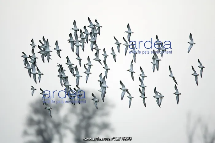 : Ruff - flock in flight : Ruff - flock in flight