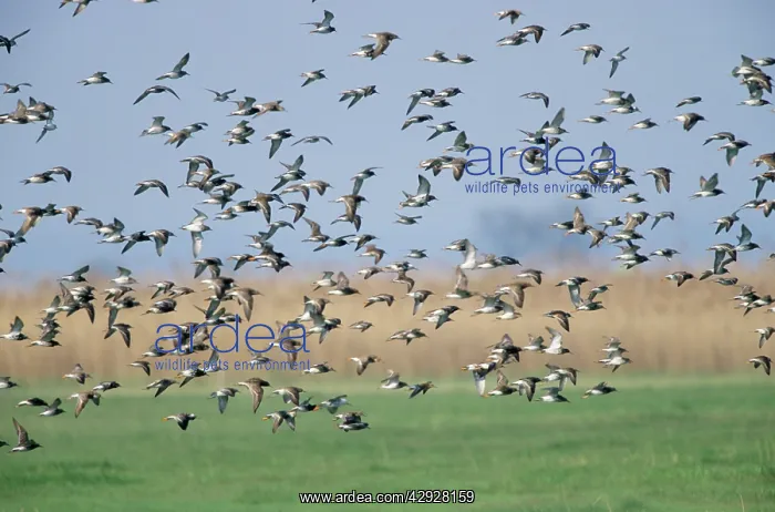: RUFF - Flock migrating north in spring : RUFF - Flock migrating north in spring