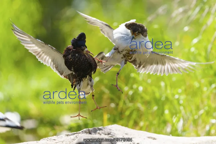 : Two ruff flying together fighting : Two ruff flying together fighting
