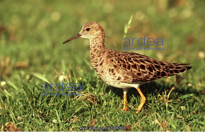 : RUFF - on grass, side-view : RUFF - on grass, side-view