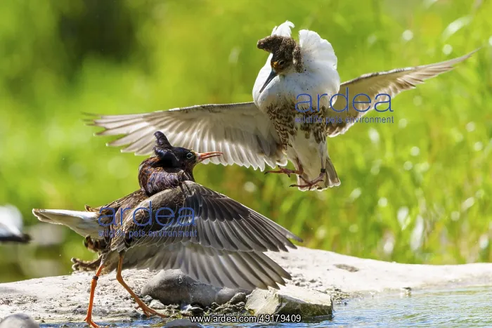 : Ruff in an intense diving fight : Ruff in an intense diving fight
