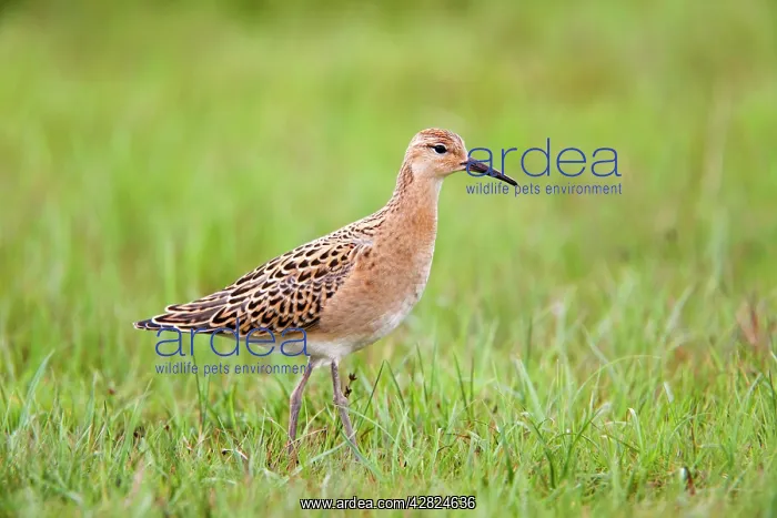  : Ruff - juvenile