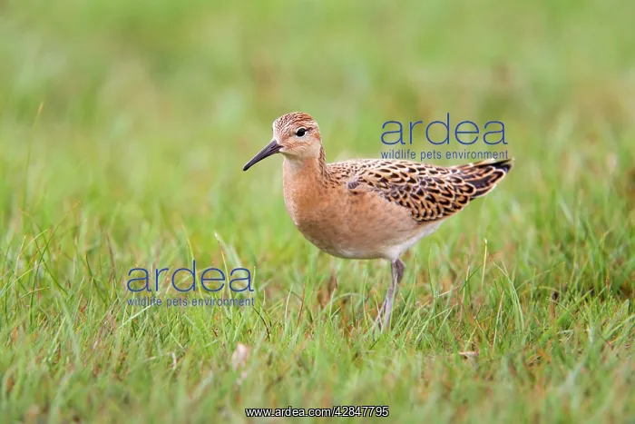 : Ruff - juvenile : Ruff - juvenile