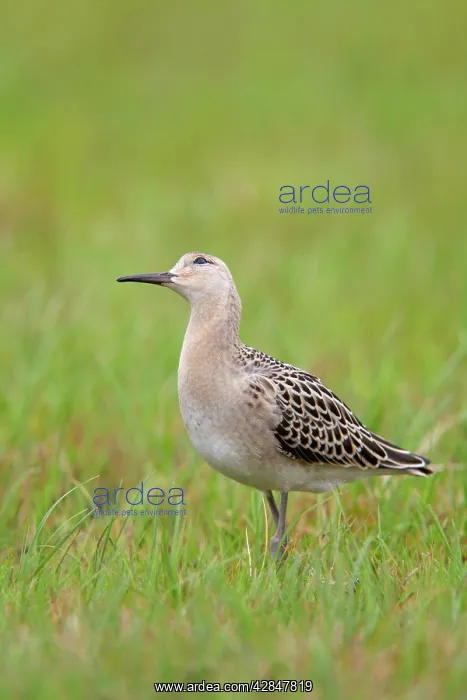 : Ruff - juvenile : Ruff - juvenile