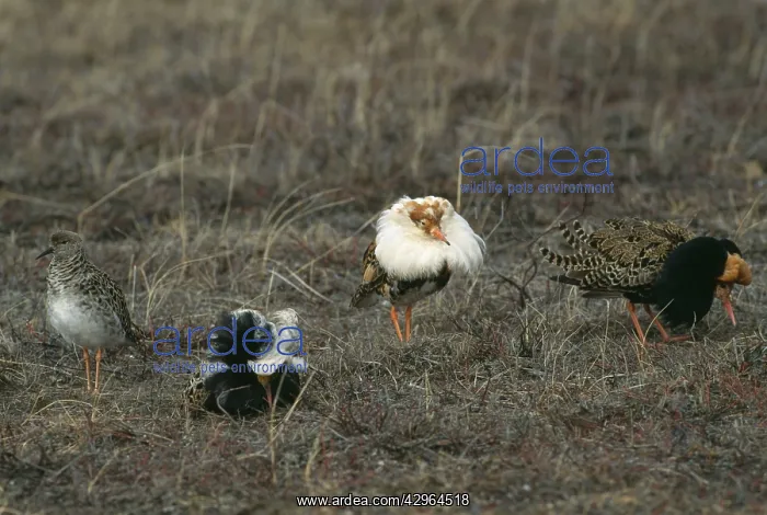 : Ruff lek - 3 males on lek with female : Ruff lek - 3 males on lek with female
