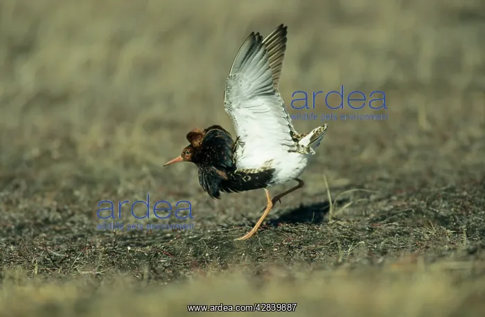: Ruff - Lek male wing flutter : Ruff - Lek male wing flutter