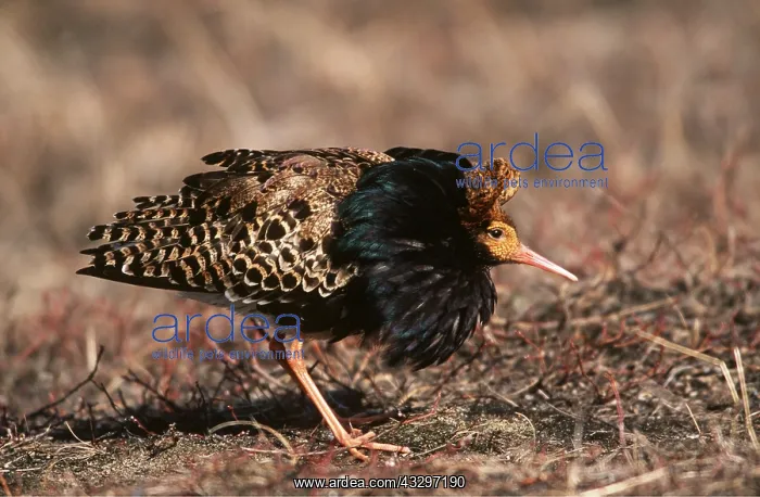 : RUFF - lek posture : RUFF - lek posture
