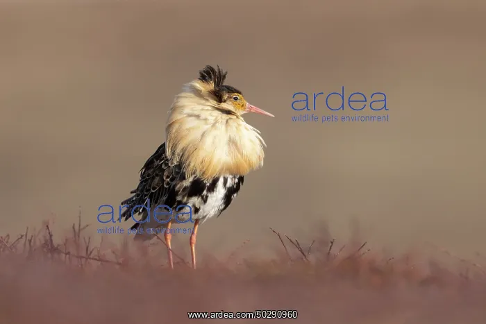 : Ruff male. Ruff - male in breeding plumage - Sweden