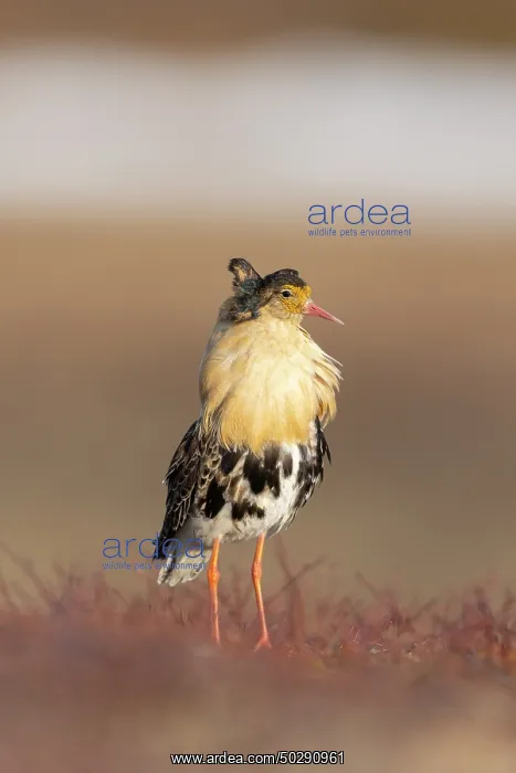 : Ruff male. Ruff - male in breeding plumage - Sweden : Ruff male. Ruff - male in breeding plumage - Sweden