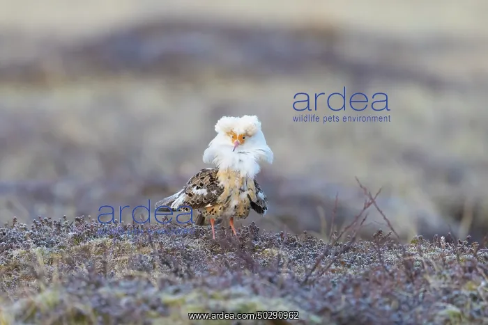  : Ruff male. Ruff - male in breeding plumage - Sweden