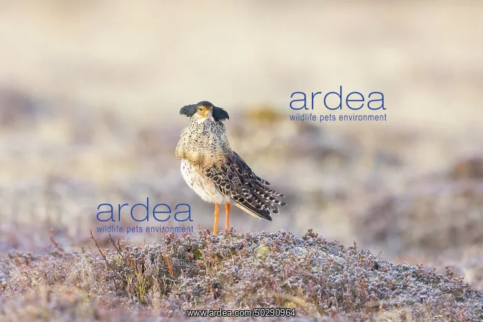 : Ruff male. Ruff - male in breeding plumage - Sweden : Ruff male. Ruff - male in breeding plumage - Sweden