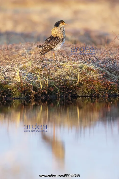  : Ruff male. Ruff - male in breeding plumage - Sweden