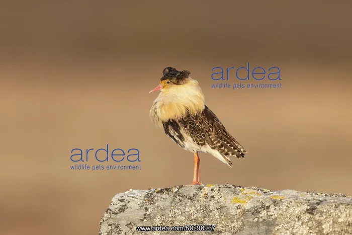 : Ruff male. Ruff - male in breeding plumage - Sweden : Ruff male. Ruff - male in breeding plumage - Sweden