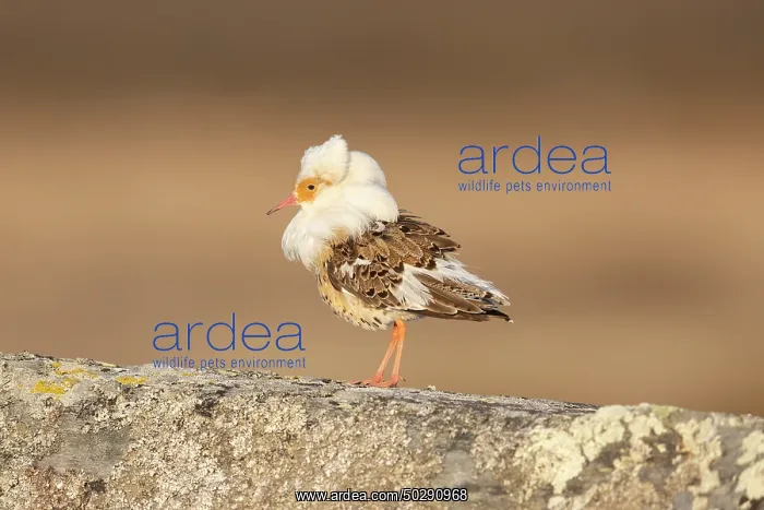: Ruff male. Ruff - male in breeding plumage - Sweden : Ruff male. Ruff - male in breeding plumage - Sweden
