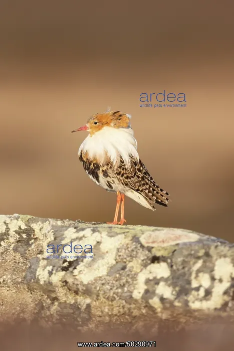 : Ruff male. Ruff - male in breeding plumage - Sweden : Ruff male. Ruff - male in breeding plumage - Sweden