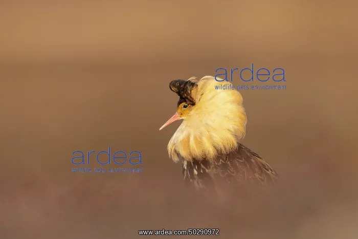 : Ruff male. Ruff - male in breeding plumage - Sweden : Ruff male. Ruff - male in breeding plumage - Sweden