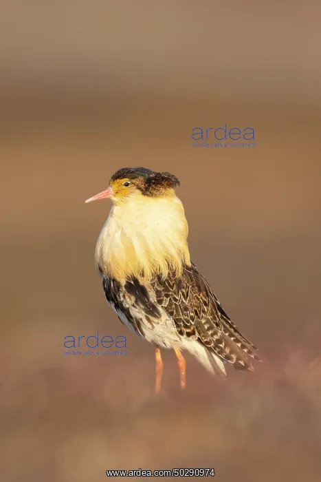 : Ruff male. Ruff - male in breeding plumage - Sweden : Ruff male. Ruff - male in breeding plumage - Sweden