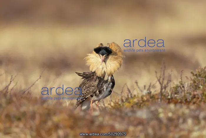 : Ruff male. Ruff - male in breeding plumage - Sweden : Ruff male. Ruff - male in breeding plumage - Sweden