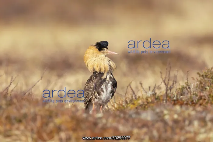 : Ruff male. Ruff - male in breeding plumage - Sweden : Ruff male. Ruff - male in breeding plumage - Sweden