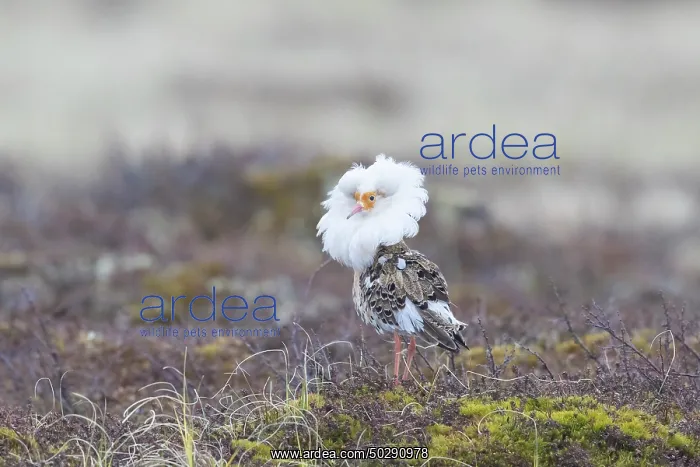 : Ruff male. Ruff - male in breeding plumage - Sweden : Ruff male. Ruff - male in breeding plumage - Sweden