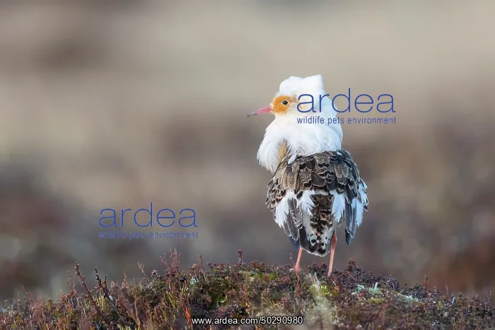 : Ruff male. Ruff - male in breeding plumage - Sweden : Ruff male. Ruff - male in breeding plumage - Sweden