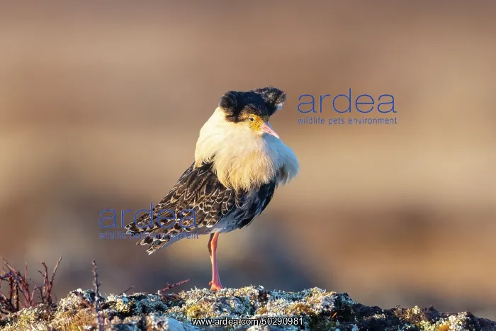 : Ruff male. Ruff - male in breeding plumage - Sweden : Ruff male. Ruff - male in breeding plumage - Sweden