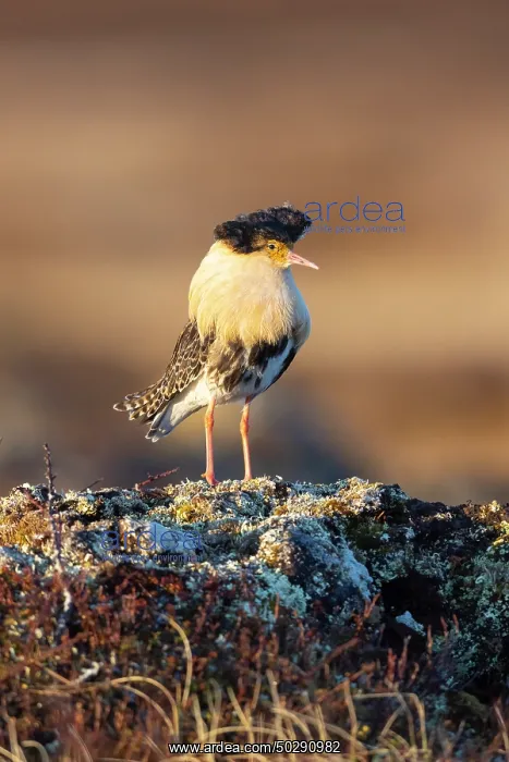 : Ruff male. Ruff - male in breeding plumage - Sweden : Ruff male. Ruff - male in breeding plumage - Sweden
