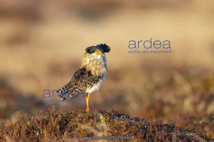 : Ruff male. Ruff - male in breeding plumage - Sweden : Ruff male. Ruff - male in breeding plumage - Sweden